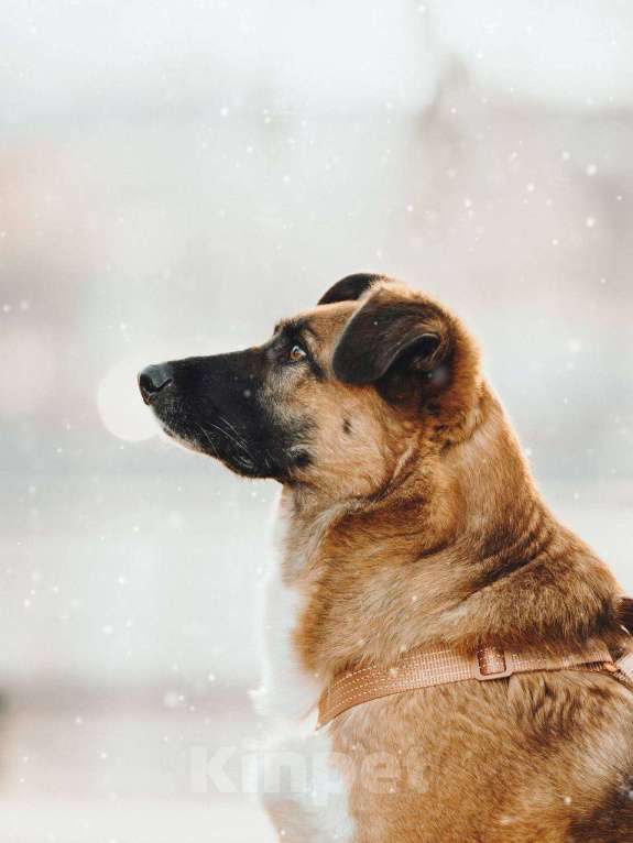 Собаки в Москве: Марти очень ждет семью Мальчик, Бесплатно - фото 6