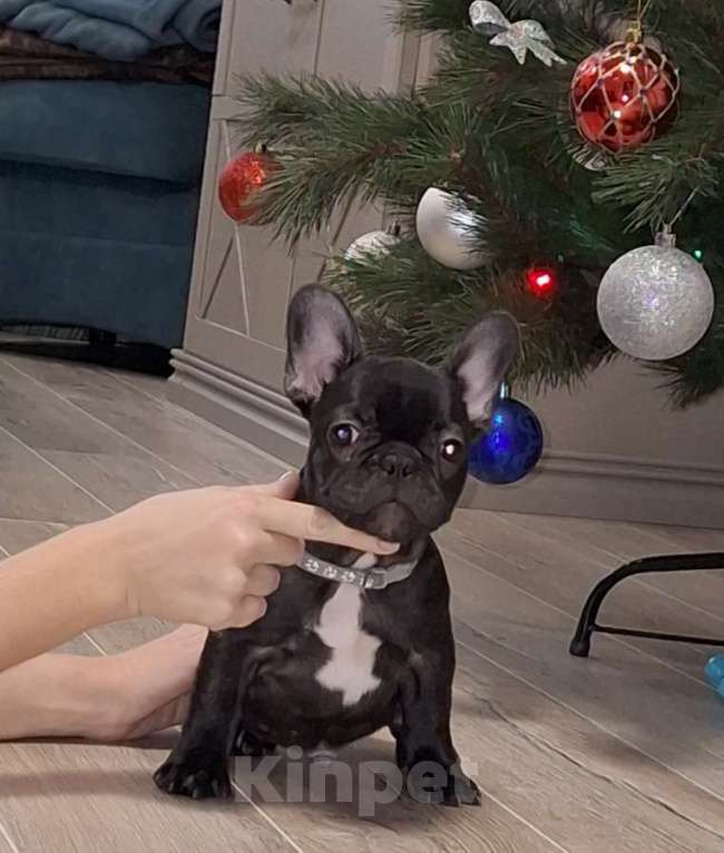 Собаки в Щелково: Мальчик-красавчик Мальчик, Бесплатно - фото 4