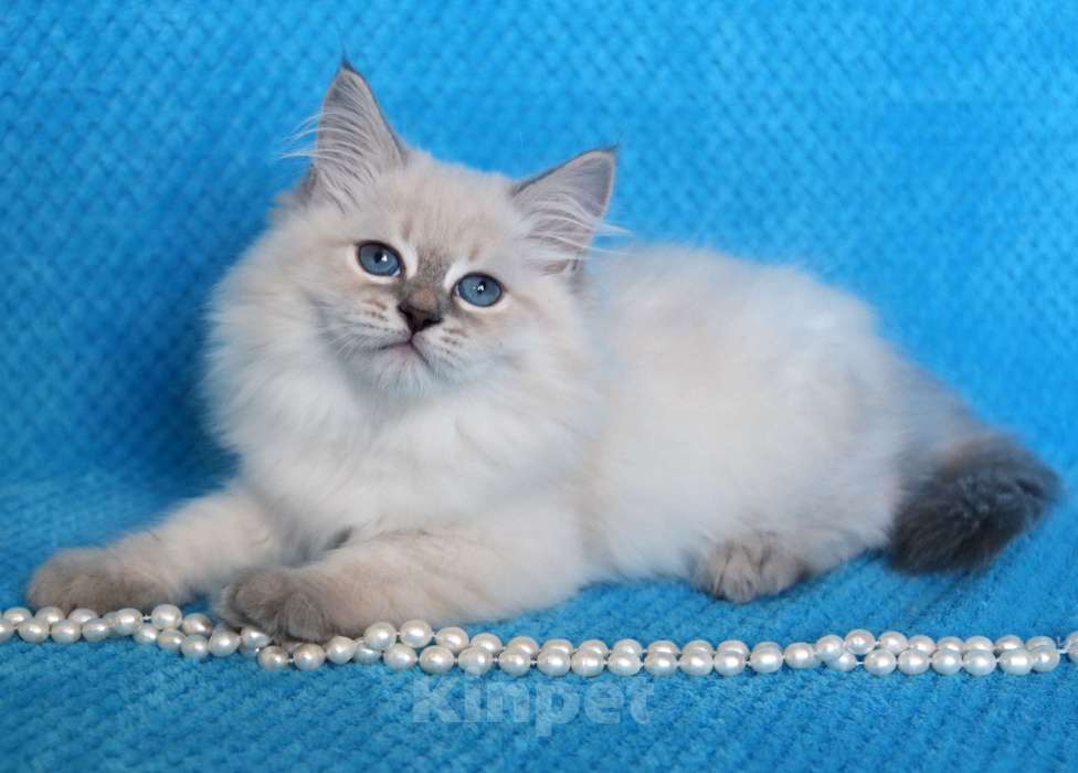 Кошки в Москве: Котик Дарий окраса блю тебби пинт.  Мальчик, 50 000 руб. - фото 2