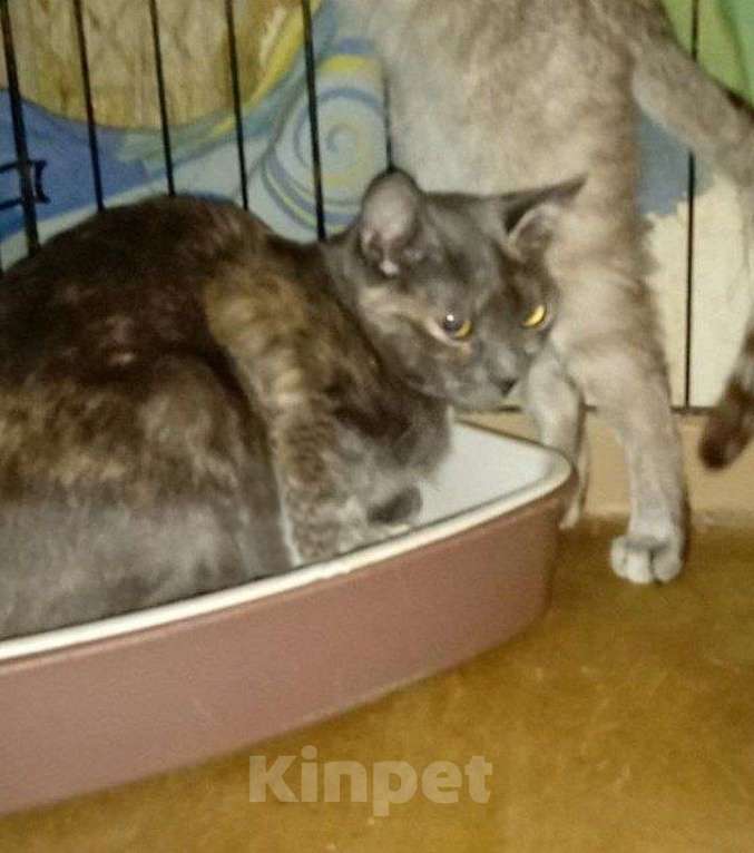 Кошки в Москве: Удивительная кошка египтянка! Девочка, 100 руб. - фото 7