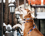 Собаки в Москве: Метис лайки в добрые руки Мальчик, Бесплатно - фото 7
