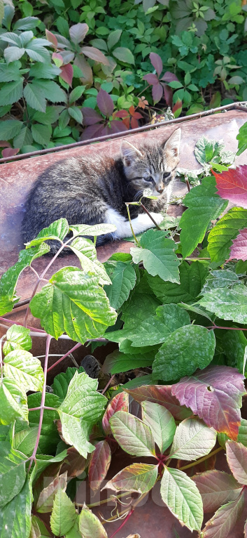 Кошки в Коломне: Пристраивается Девочка, Бесплатно - фото 3