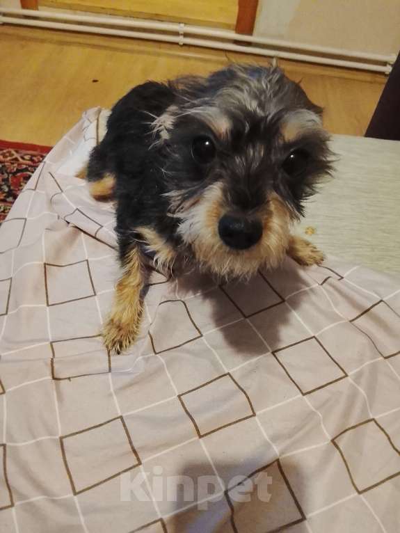 Собаки в других городах Московской области: Отдаю собаку в добрые руки Девочка, Бесплатно - фото 4