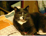 Кошки в Кашине: Кот ученый, Семен, 100 руб. - фото 4
