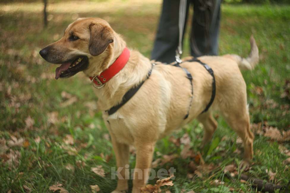 Собаки в Москве: Добрая и небольшая Девочка, Бесплатно - фото 5