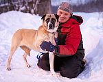 Собаки в Москве: Ханна ждёт своих людей в приюте Девочка, Бесплатно - фото 3