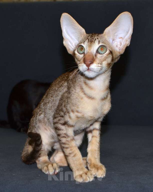 Кошки в Глазове: Хаммер Мальчик, 35 000 руб. - фото 4