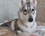 Собаки в Чехове: Прекрасная девочка ищет любящую семью  Девочка, Бесплатно - фото 4