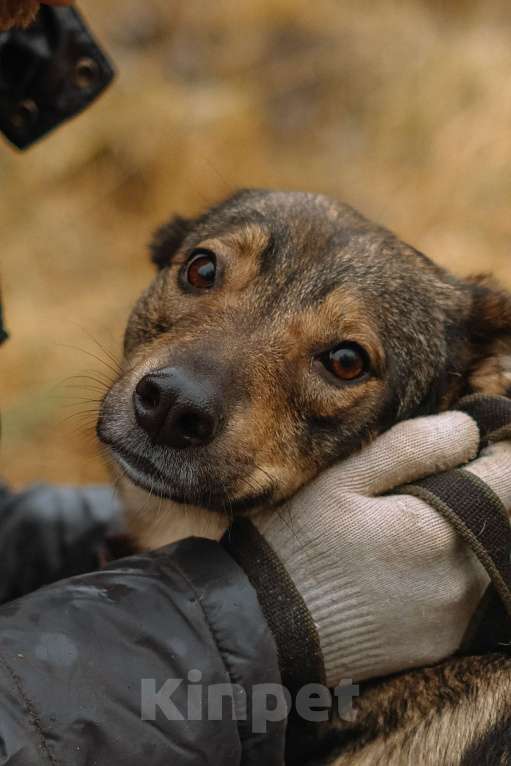 Собаки в Санкт-Петербурге: Уютная Кэрри из приюта Девочка, Бесплатно - фото 5