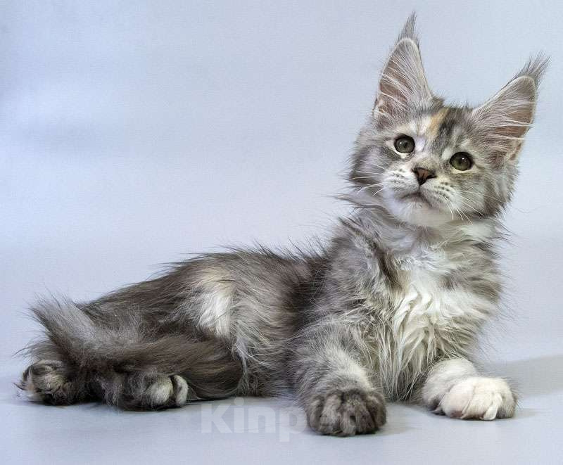 Кошки в Москве: Котенок мейн кун Девочка, Бесплатно - фото 3