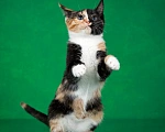 Кошки в Люберцах: Трехцветный котёнок по кличке Юка ищет свою семью. Девочка, 1 руб. - фото 8