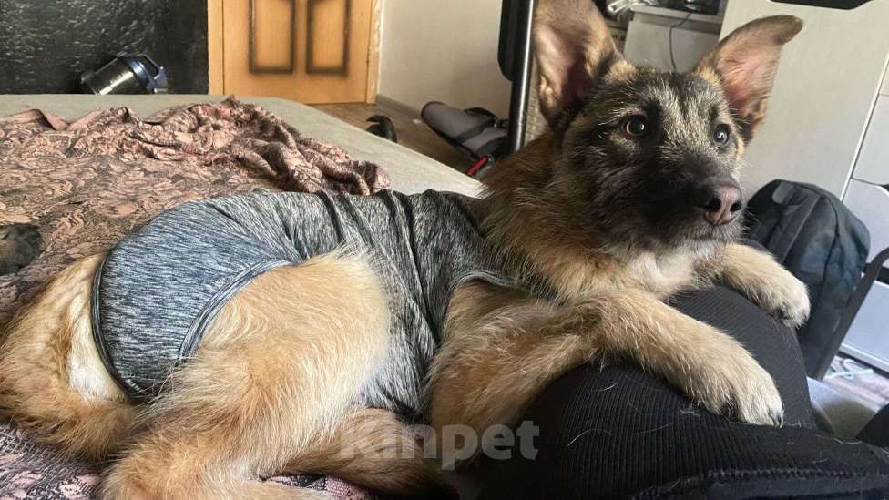 Собаки в Шатуре: Вишня и малинка  Девочка, Бесплатно - фото 5