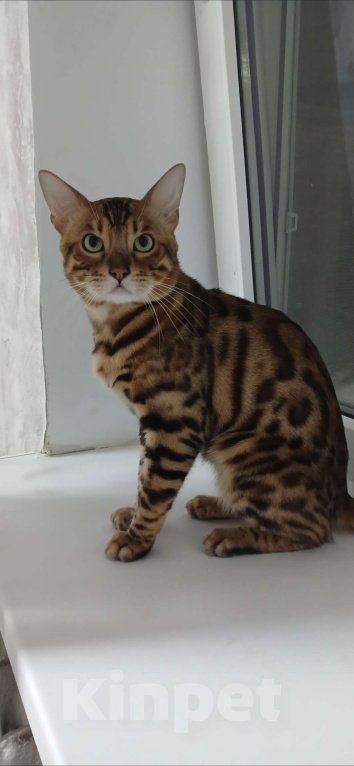 Кошки в Ростове-на-Дону:  Потерялся кот. Породы бенгал.Кличка Оскар. Помогите найти Район берберовка  Мальчик, 5 000 руб. - фото 1