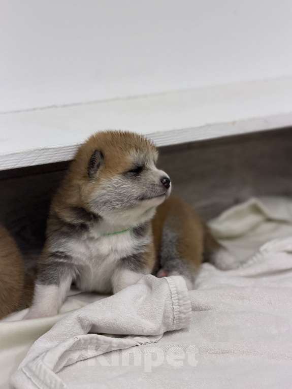 Собаки в других городах Ставропольского края: Продаю щенков Акита Ину Девочка, Бесплатно - фото 7