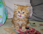 Кошки в Ставрополе: Красный мраморный хайленд Девочка, 25 000 руб. - фото 9