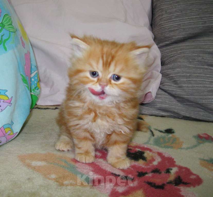 Кошки в Ставрополе: Красный мраморный хайленд Девочка, 25 000 руб. - фото 9