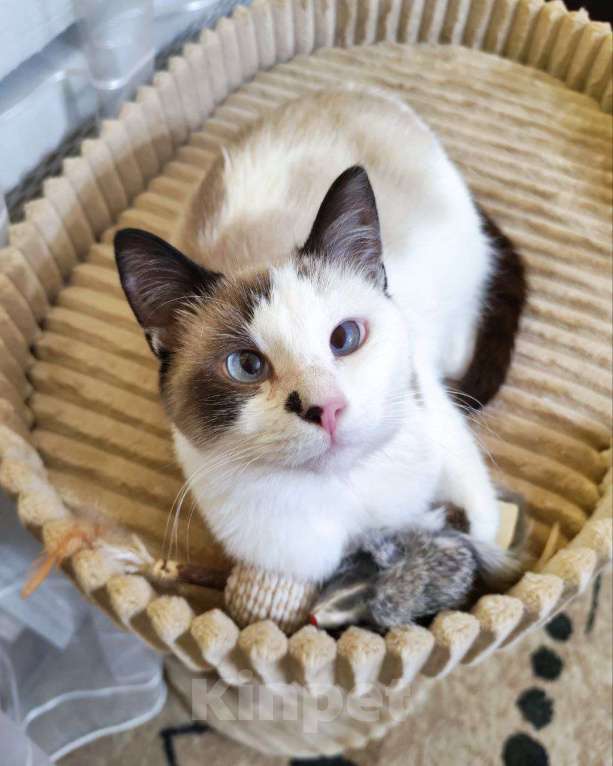 Кошки в Москве: Тайский котик Сырок ищет дом и любящую семью Мальчик, Бесплатно - фото 3