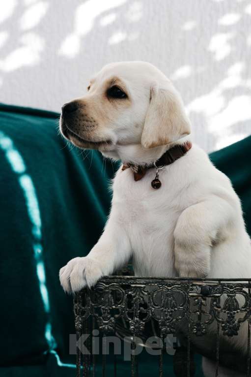 Собаки в Москве: Лабрадор-ретривер, щенок Девочка, Бесплатно - фото 3