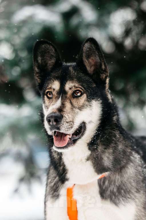 Собаки в Москве: Фантастический Хэппи ищет дом Мальчик, Бесплатно - фото 10
