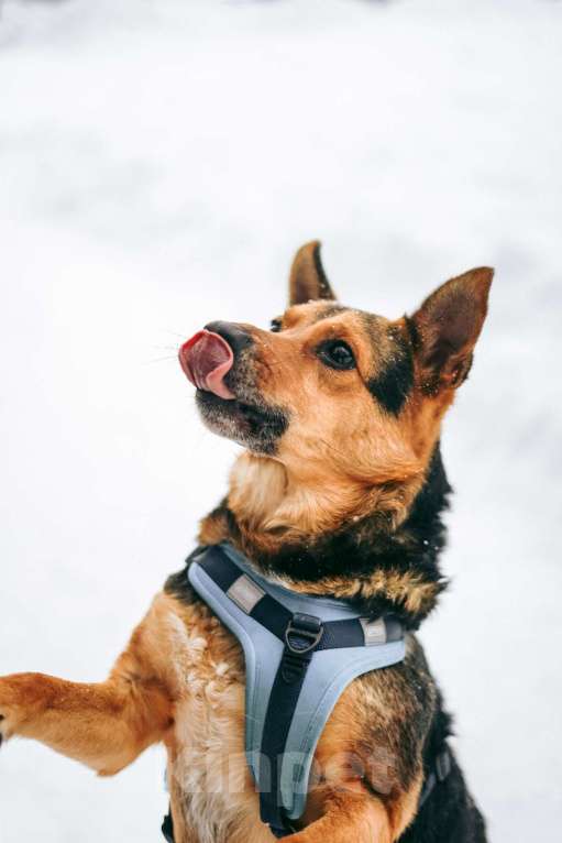 Собаки в Москве: Уникальный Шурик ищет дом Мальчик, Бесплатно - фото 6