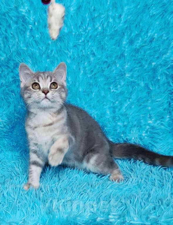 Кошки в Санкт-Петербурге: Шотландские котята Разнополые, 30 000 руб. - фото 1