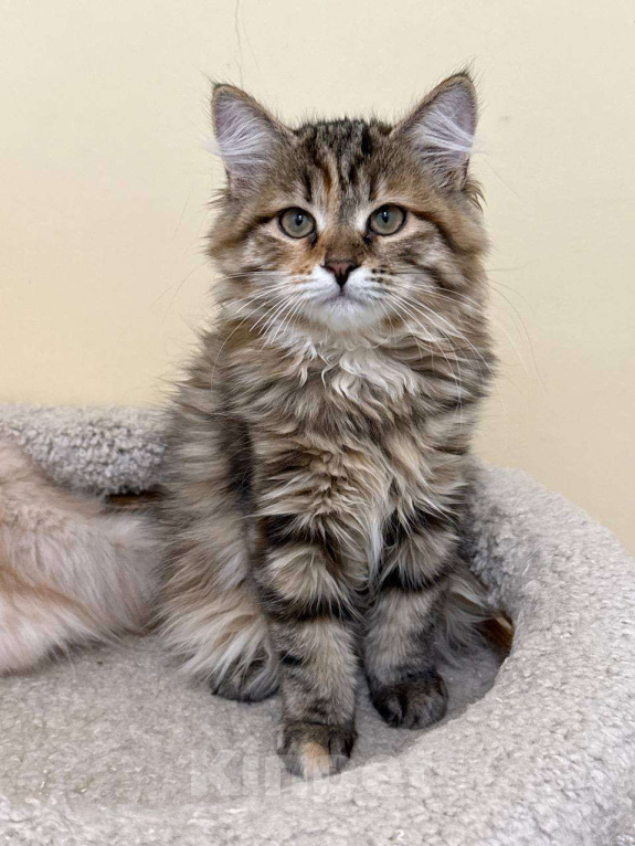 Кошки в Королеве: Сибирский котёнок, девочка Девочка, 70 000 руб. - фото 1