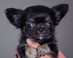 Собаки в Богдане: Щенки чихуахуа  Девочка, 35 000 руб. - фото 4