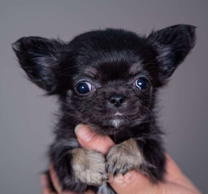 Собаки в Богдане: Щенки чихуахуа  Девочка, 35 000 руб. - фото 4