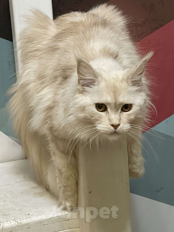 Кошки в Москве: МЕЙН-КУН Девочка, 15 000 руб. - фото 2