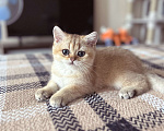 Кошки в Уфе: Котик британская золотая шиншилла Мальчик, 20 000 руб. - фото 5