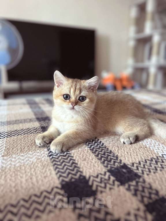 Кошки в Уфе: Котик британская золотая шиншилла Мальчик, 20 000 руб. - фото 5