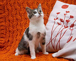 Кошки в Люберцах: Ищут дом два прекрасных которебенка Девочка, 1 руб. - фото 10