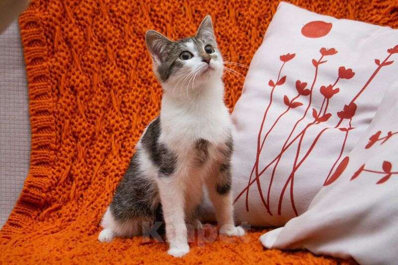 Кошки в Люберцах: Ищут дом два прекрасных которебенка Девочка, 1 руб. - фото 10