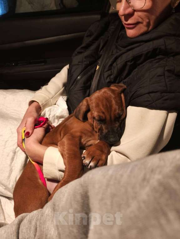 Собаки в других городах Московской области: Малышка Единственная в помете  Девочка, 110 000 руб. - фото 6