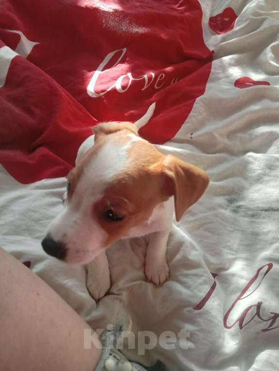Собаки в Сочи: Продаю Джек Рассела девочки!мальчик остался один! Нету двух месяцев! Папа мама чистокровные !  Девочка, 13 500 руб. - фото 3