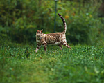 Кошки в Красном Севшем: Бенгальский подрощенный котенок Мальчик, Бесплатно - фото 2