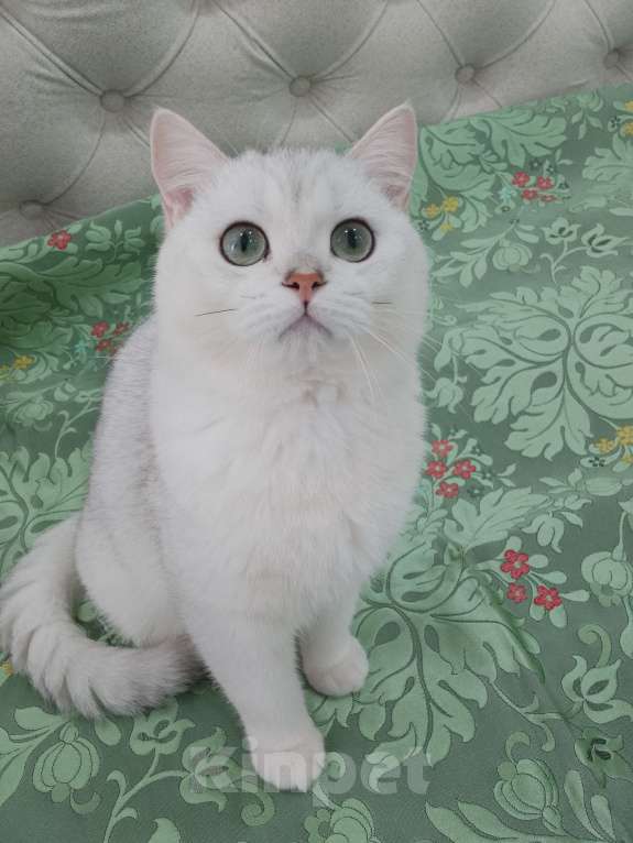 Кошки в Москве: BRI ns 11 мальчик Мальчик, 50 000 руб. - фото 4