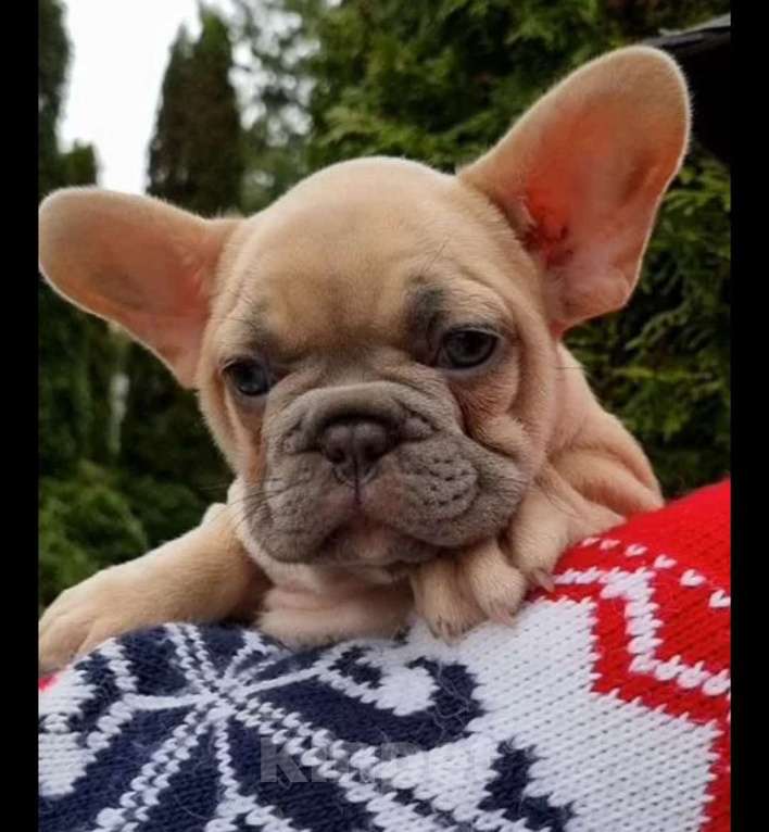 Собаки в Москве: Девочка, лиловопалевая Девочка, 55 000 руб. - фото 5