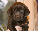 Собаки в Москве: Щенки лабрадора шоколадные  Девочка, Бесплатно - фото 4