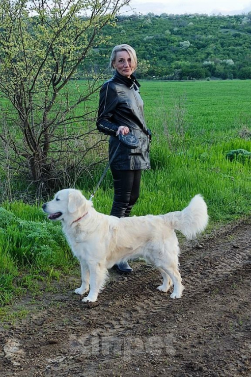 Собаки в Донецке: Золотистый ретривер, девочка, РКФ Девочка, 85 000 руб. - фото 5