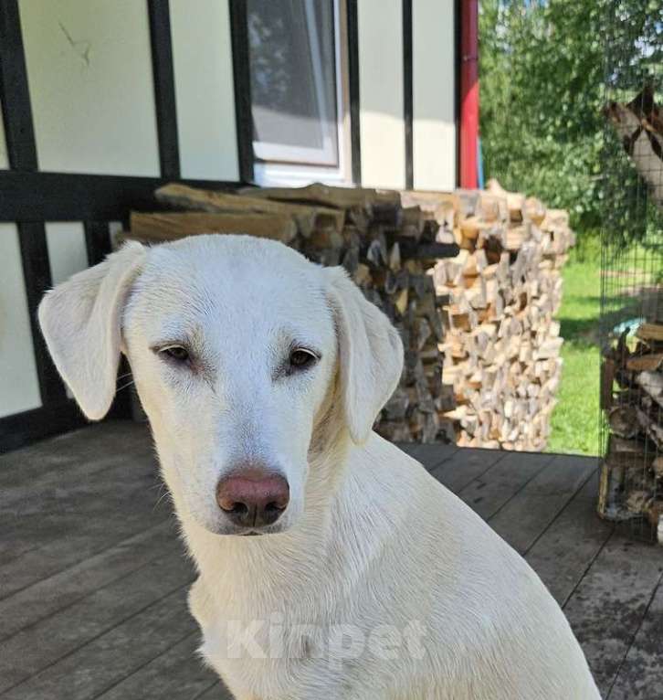 Собаки в Москве: Щенок Тина от аусси и лабрадора в добрые руки Девочка, Бесплатно - фото 2