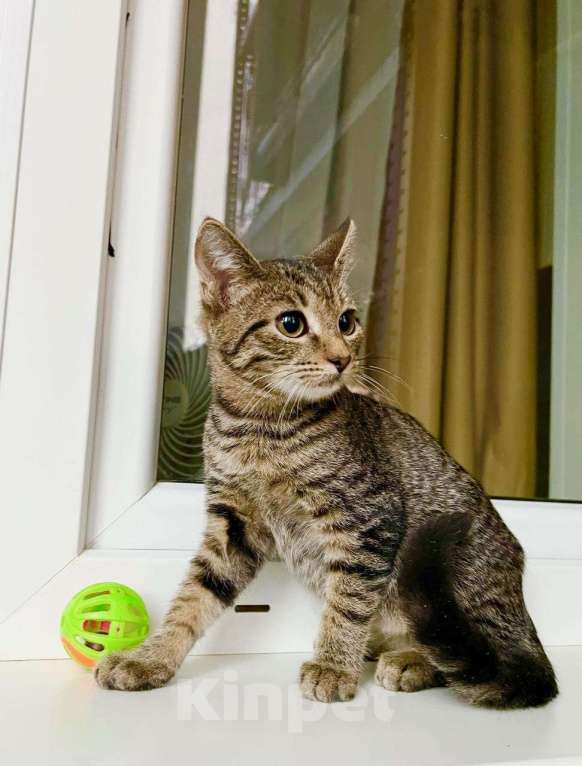 Кошки в Москве: Котенок Тося - полосатая девочка в добрые руки Девочка, Бесплатно - фото 2