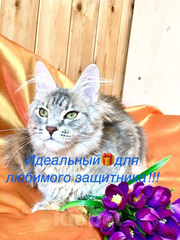 Кошки в Челябинске: 🔥🔥🔥 КОТЕНОК МЕЙН-КУН ДЕВОЧКА Девочка, Бесплатно - фото 1