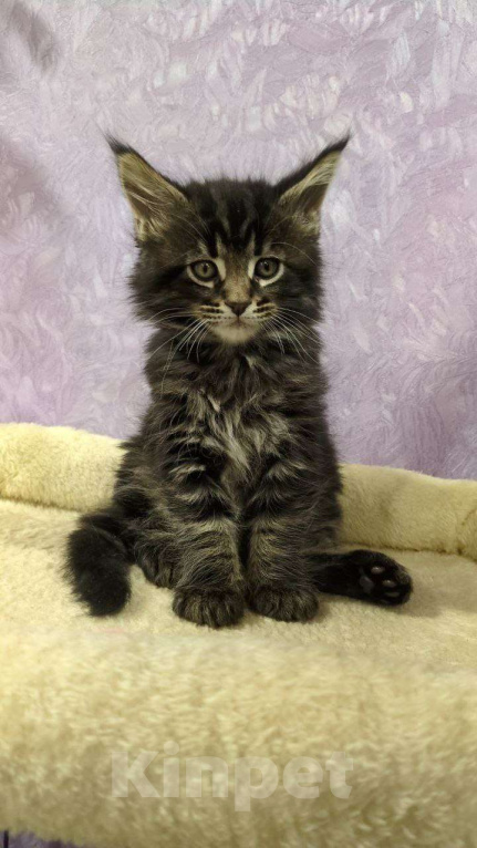 Кошки в Москве: Котенок Мейн-кун Мальчик Мальчик, 30 000 руб. - фото 1