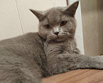 Кошки в Москве: Серая кошка в добрые руки  Девочка, 10 руб. - фото 1