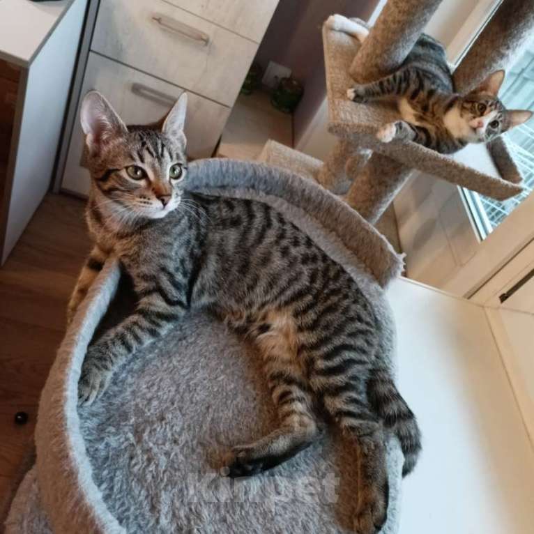 Кошки в Москве: Девочка-подросток Девочка, Бесплатно - фото 6