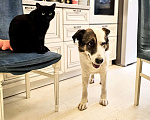 Собаки в Химках: Умка метис ищет дом Мальчик, Бесплатно - фото 9
