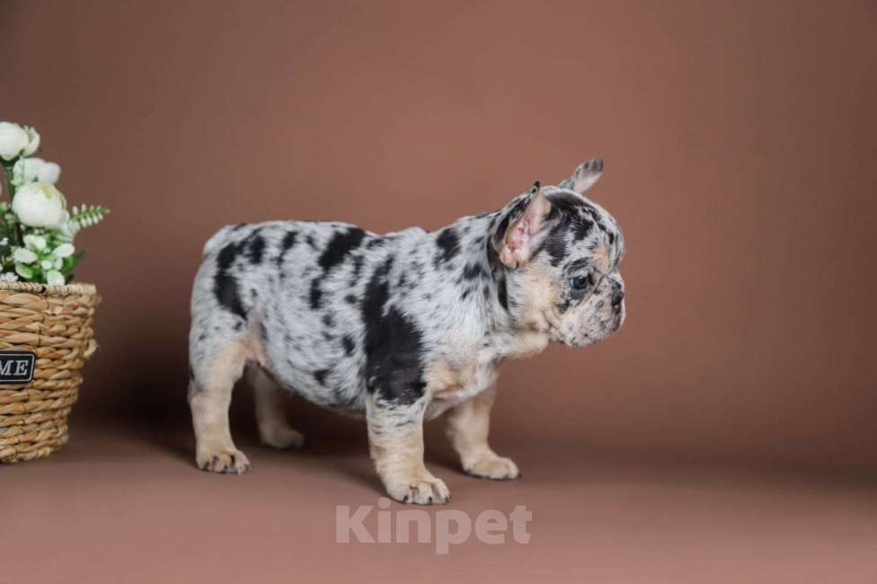 Собаки в Москве: Девочка голубой мрамор Девочка, 100 000 руб. - фото 3