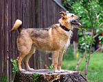 Собаки в Раменском: Ищет дом энергичная Альма! Девочка, Бесплатно - фото 4