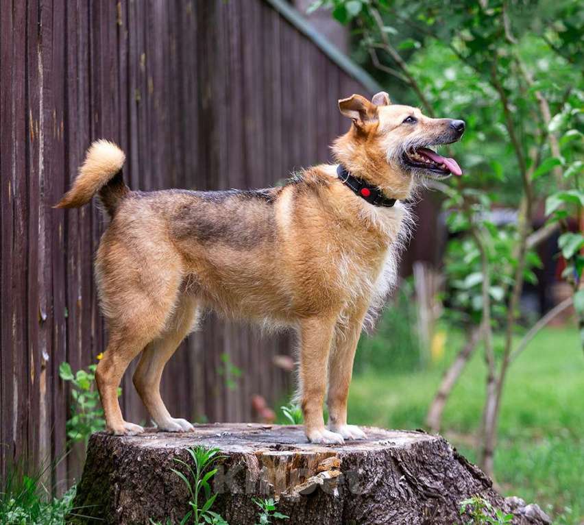 Собаки в Раменском: Ищет дом энергичная Альма! Девочка, Бесплатно - фото 4